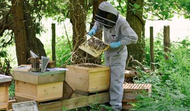 Beekeeper inspecting the hives at Careys Secret Garden