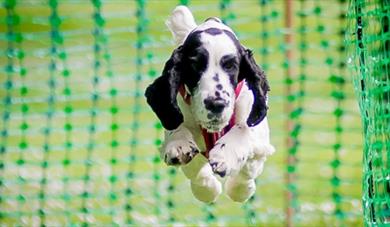 The Big Bark, Trentham Gardens, Staffordshire
