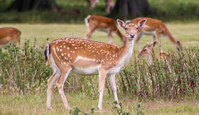 Deer and Wildlife Walks at Holkham Estate