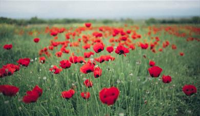 Poppy field - in remembrance on 11 November and Sunday 14 November.