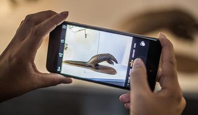 DLRC Course: Collections and Identity