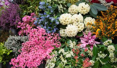 Cornwall Garden Society 2023 Spring Flower Show