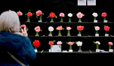 Cornwall Garden Society 2025 Spring Flower Show