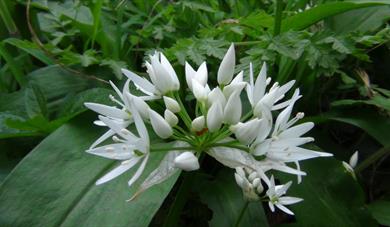 Wild Garlic