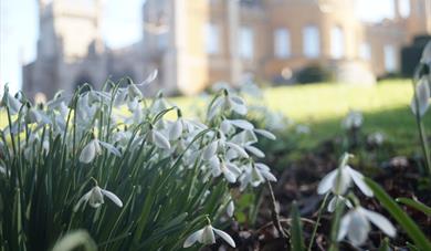 Snowdrops at the Castle Gardens