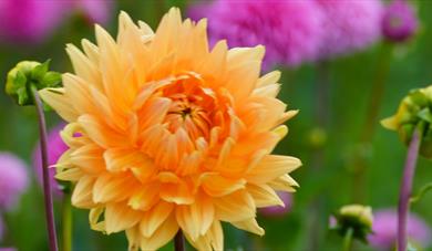 Dahlias at Stonehenge