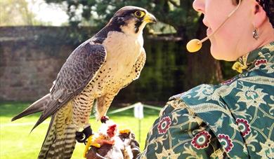Tudor Week and Falconry Displays at Trerice