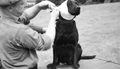 Animals at raw,Cheshire Military Museum,February Half Term Activities