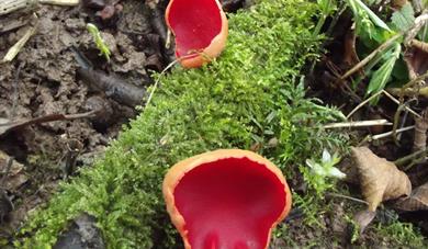 Eastnor Castle Foraging Courses