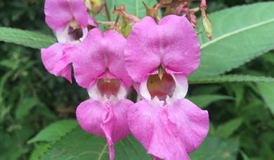 Himalayan Balsam Flower