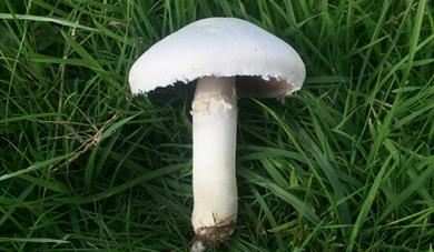 Horse Mushroom