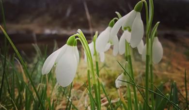 Dunvegan Castle & Gardens Snowdrop Days