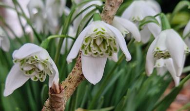 Snowdrop days at Fullers Mill