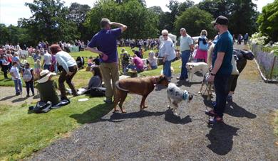 Ludlow Dog Day
