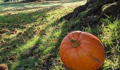 October Half Term Fun