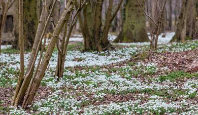 Snowdrop Walks & Woodland Trails