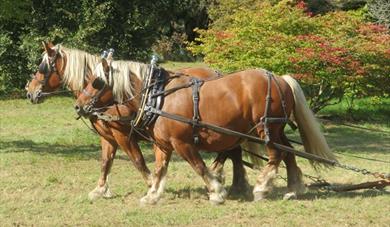 Heavy Horses working on the Wild Flower Meadow