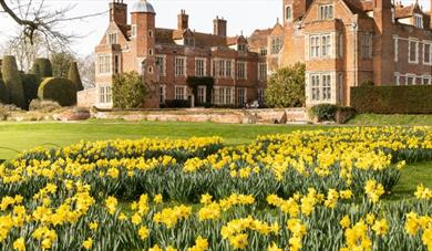 Daffodil Days at Kentwell Hall