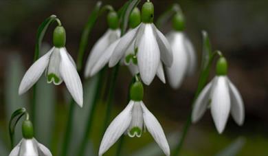 Snowdrops at Kentwell Hall