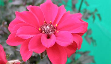 The Garden Show in Summer at Loseley Park