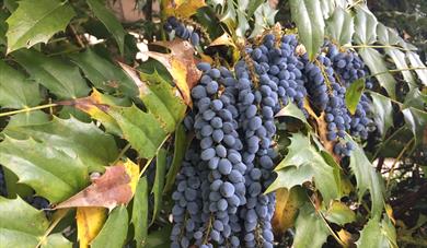 Oregon Grape