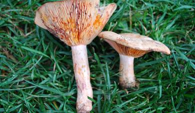 Saffron Milkcap  Autumn Foraging Course