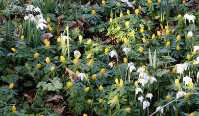 Kentwell Hall Snowdrop Days