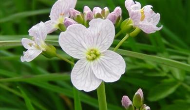 Tenbury Wells, Worcestershire Spring Foraging Course