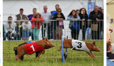 Swindon Cheese & Chilli Festival