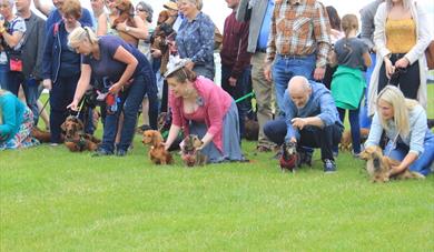 Dachshund Day