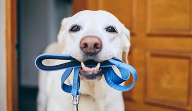 dog with lead waiting for a walk