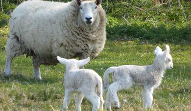Open Farm Sunday at Holkham