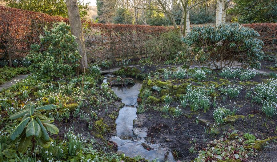 Snowdrop Days at York Gate Garden