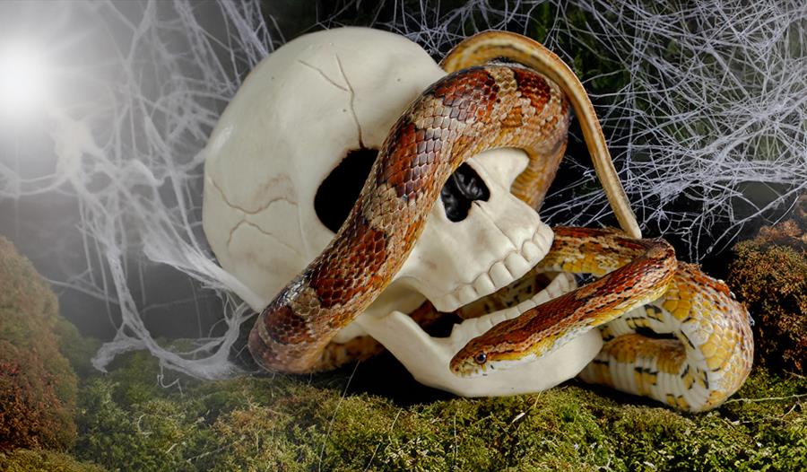 A skull with a snake crawling through it