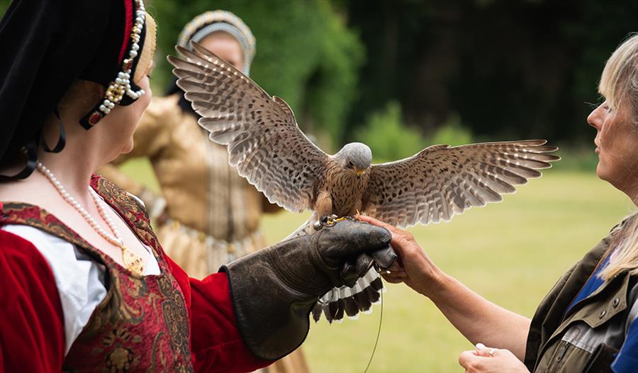 Falconry At The Castle