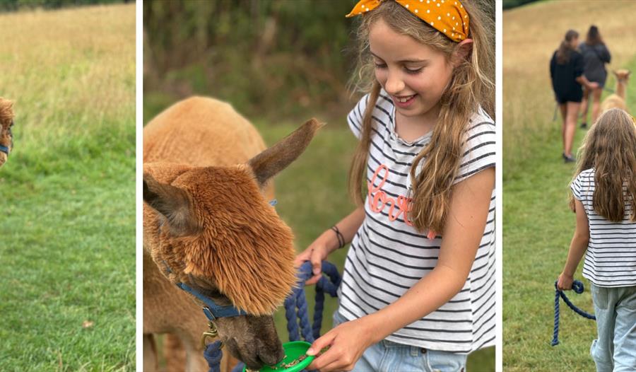 Canonteign Falls Alpaca Experience