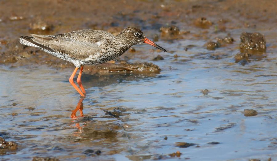 Full Day Birding at the Coast