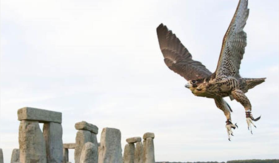 Victorian Falconry at Stonehenge