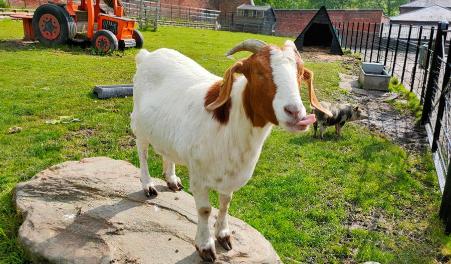 Heaton Park Farm