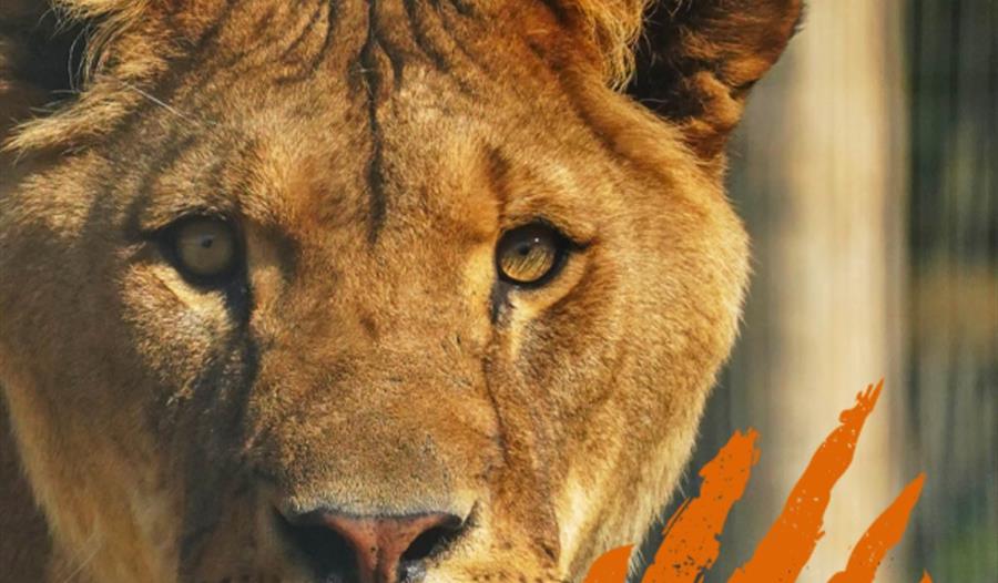 African Lion close up