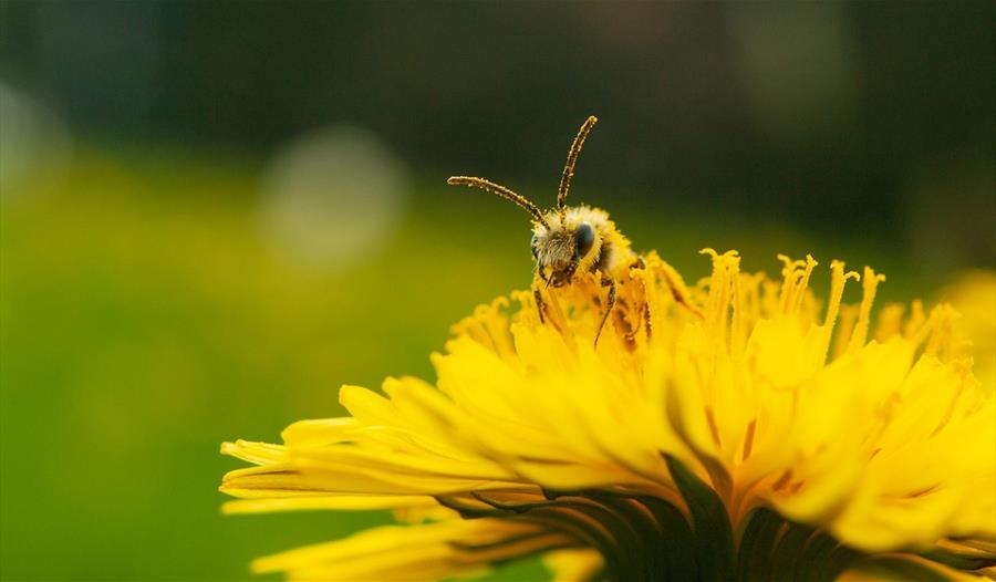 Bee on yellow flower