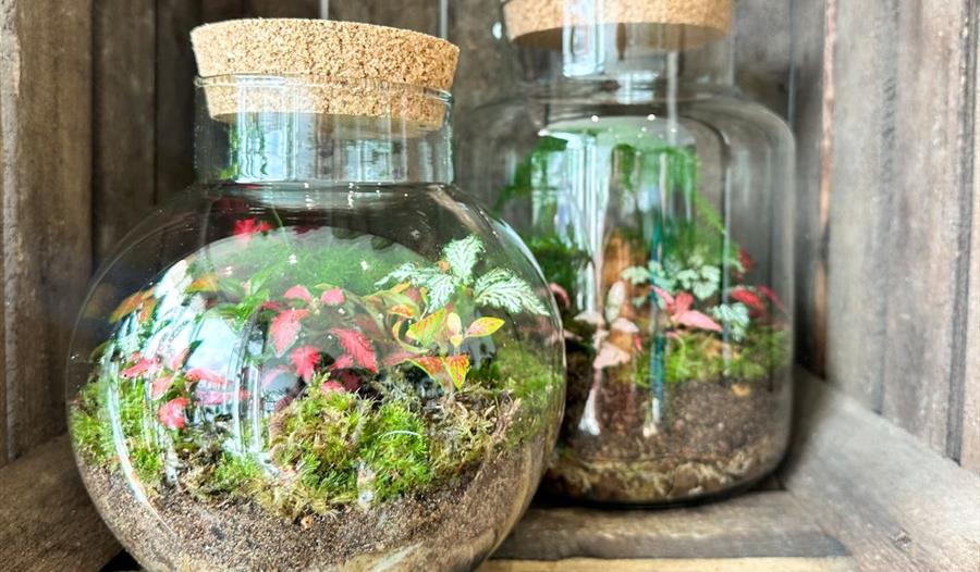 Two glass bottles filled with plants