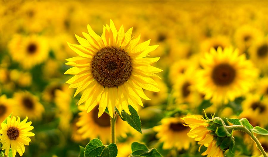 Family Sunflower Making