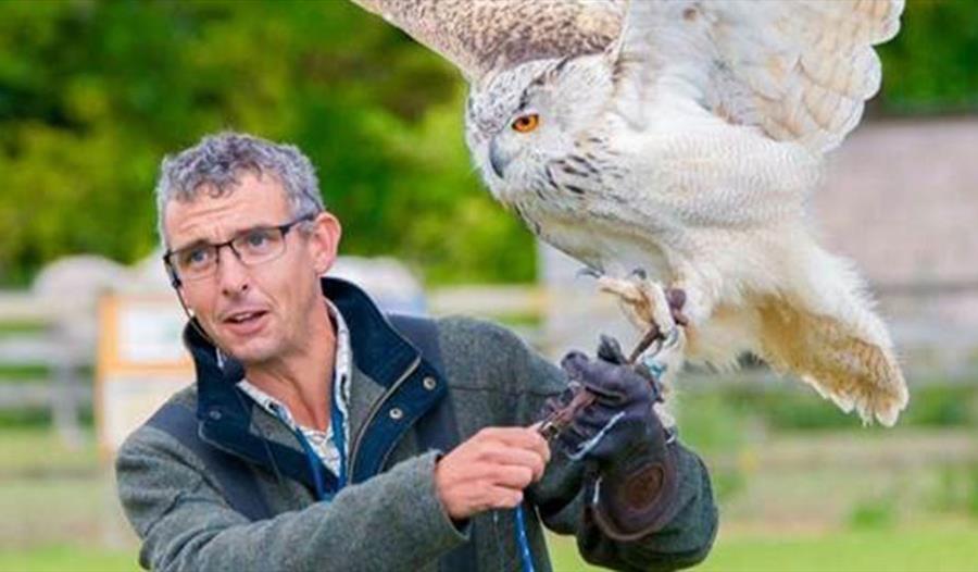 Falconry Day