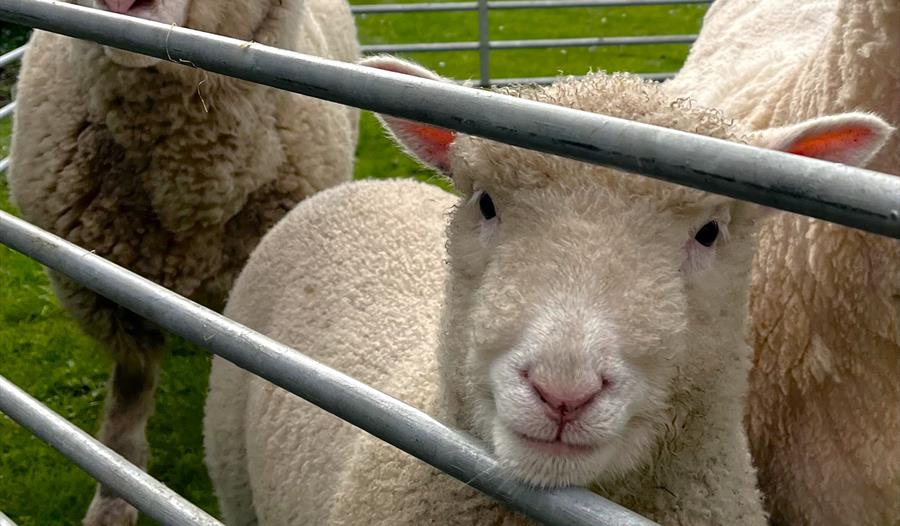 A bunch of sheep
