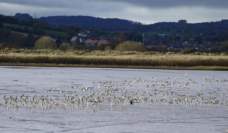 Guided Bird Watching Cruise Exmouth Visit Heritage