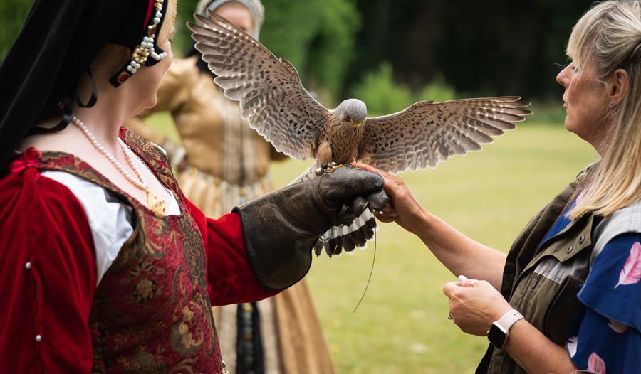 Falconry at the Castle