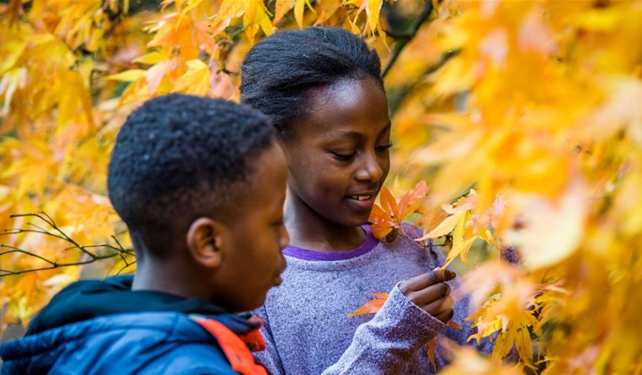 two children looking at autumn leaf on tree