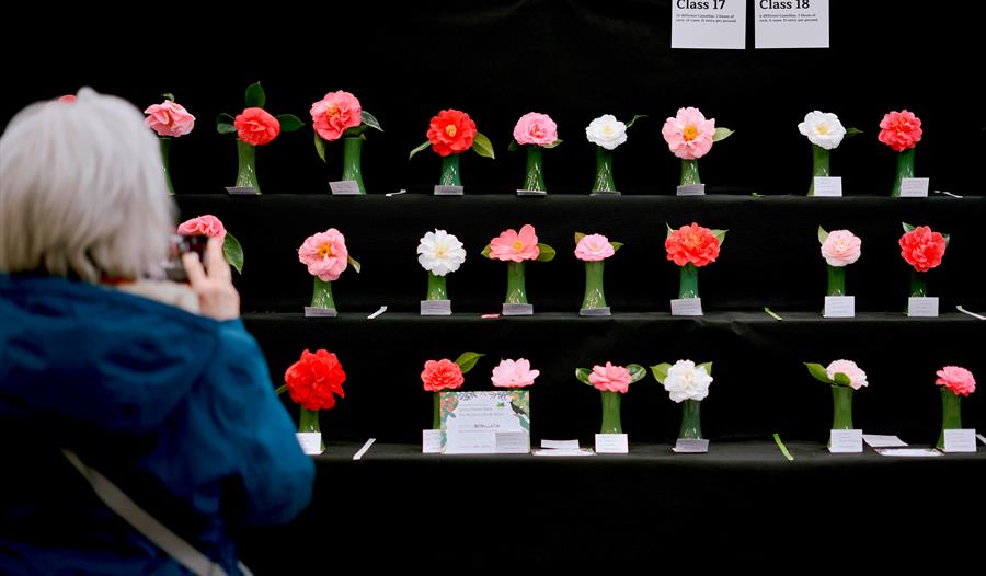 Cornwall Garden Society 2025 Spring Flower Show