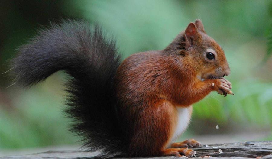 Red squirrel sitting down eating a nut.